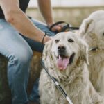 Blind man with guide dog in a summer city