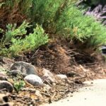 HOA-charges-Denver-homeowner-1000-for-trimming-neighbors-bushes-.jpg