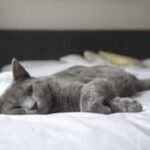 HUD Charges Apartments with Discrimination Against Tenants Who Need Emotional Support Animals