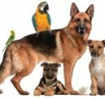 Do Emotional-Support Pets Pose a Covid Risk in Apartment Buildings?