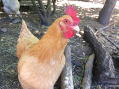 Oregon Senate Votes Down Bill That Would Have Required HOA’s To Allow Gardens, Chickens And Bees |