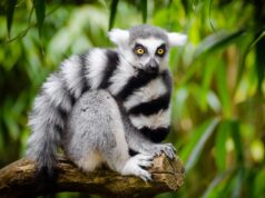 What to Do if Your Texas Tenant is Keeping an Exotic or Dangerous Animal