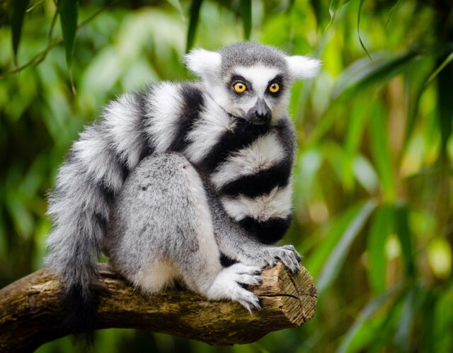What to Do if Your Texas Tenant is Keeping an Exotic or Dangerous Animal – HOA ALLIANCE What to Do if Your Texas Tenant is Keeping an Exotic or Dangerous Animal – HOA ALLIANCE