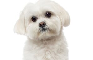 Dog Owners Sue HOA After Their Dog Is Killed