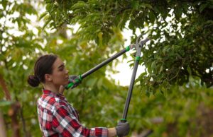 Nevada HOA Seeks $11,000 Assessment To Remove Grass, Trees