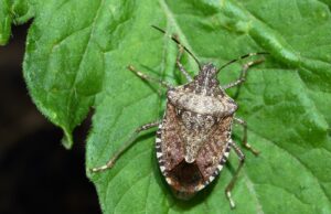 Stink bugs! Some simple tips to keep these invasive creatures out of your home and garden