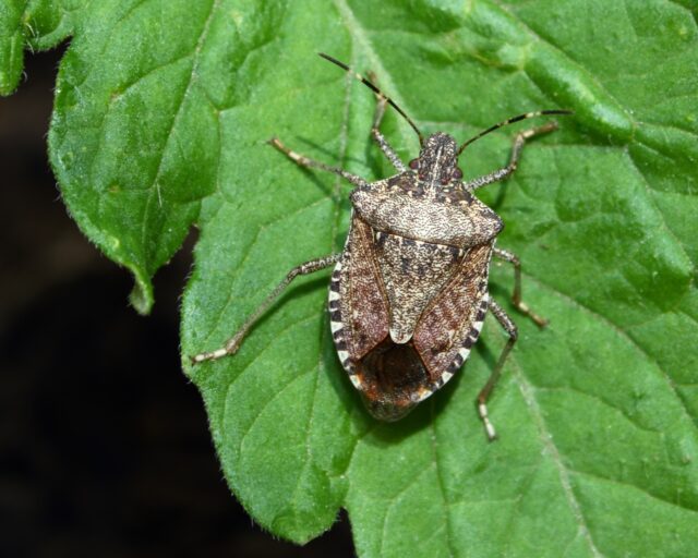 Stink-bugs-Some-simple-tips-to-keep-these-invasive-creatures-out-of-your-home-and-garden-on-HOA-Alliance.jpg