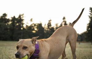 Ten Tips for Planning and Building a Dog Park in Your Community