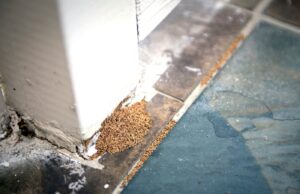 HOA Homefront: Help! The termites are bugging us