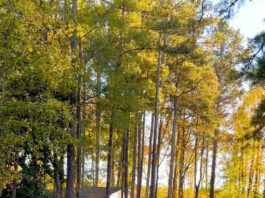 Recycling Reminder from Beau!