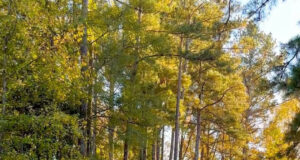 Recycling Reminder from Beau!