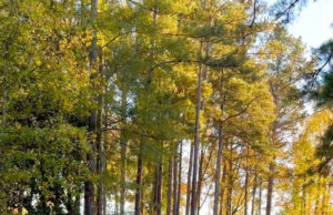 Recycling Reminder from Beau!